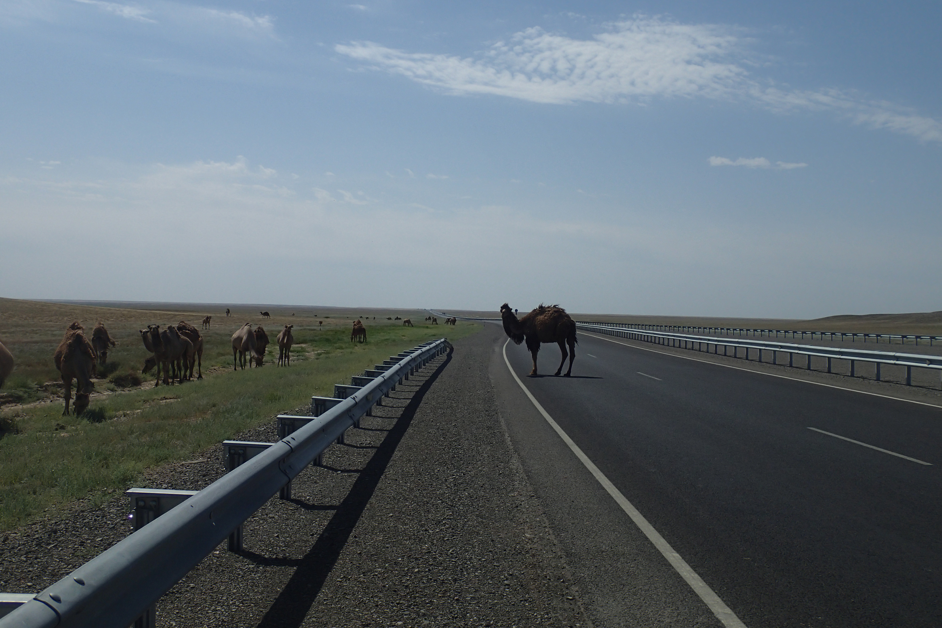Er staat een kameel op de weg, jaja, een kameel in de weg, oh oh een kameel op de weg, hier in de  steeeeppeeee!