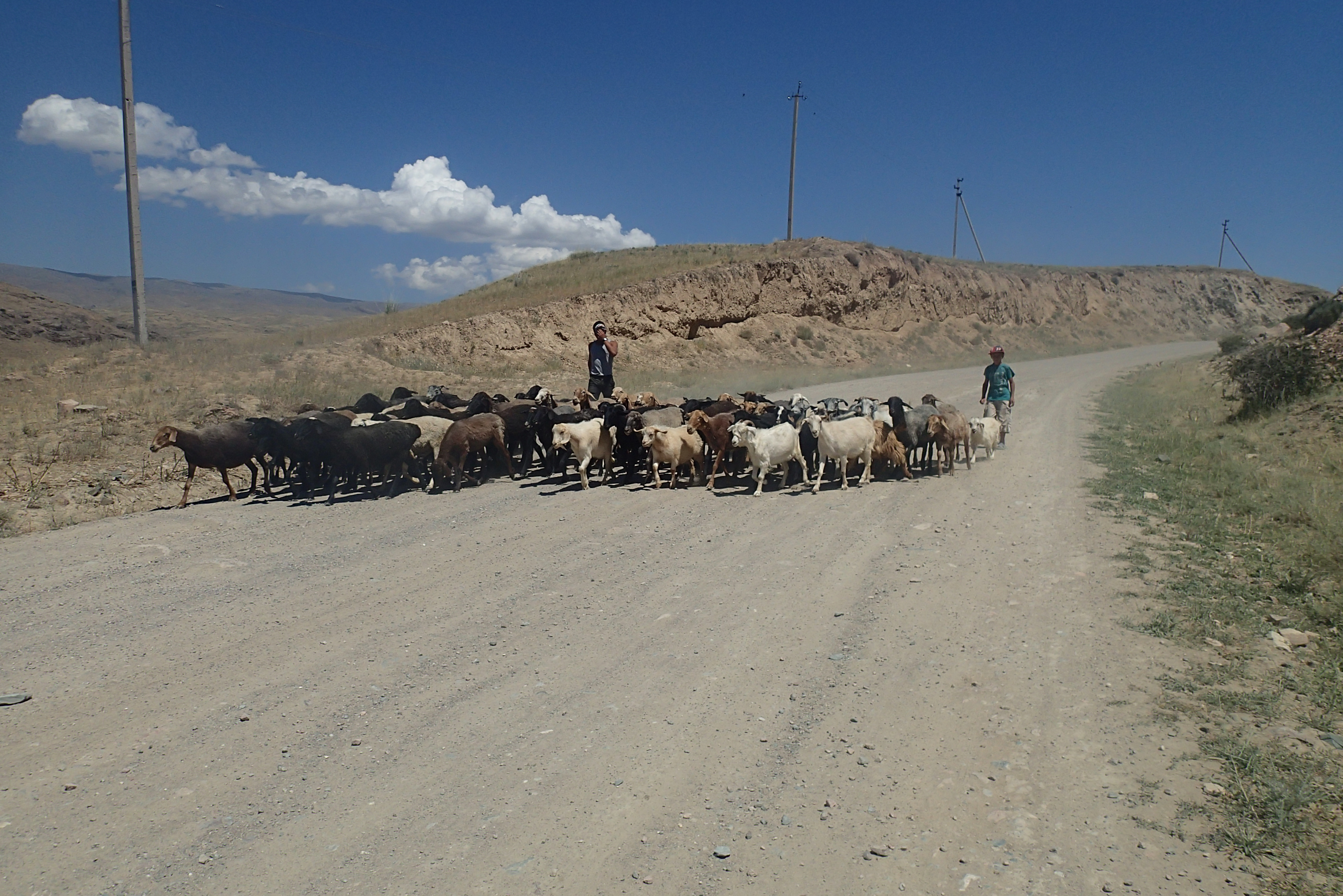 Een kudde geite kruist mijn pad onderweg naar Talas