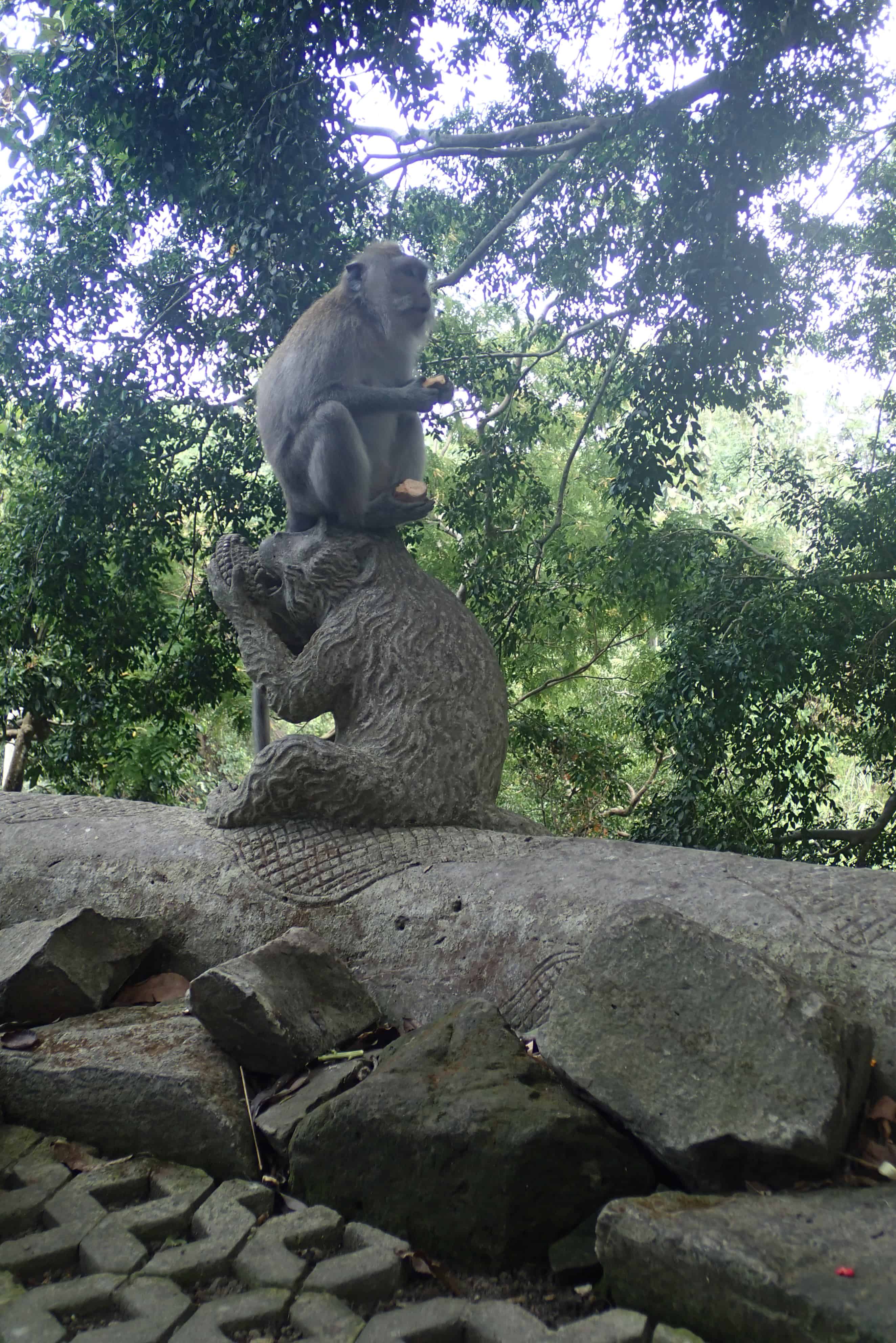 Echte aap op het hoofd van een stenen aap in Monkey forest