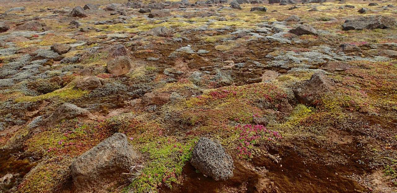 Colourful moss in Hveravellir