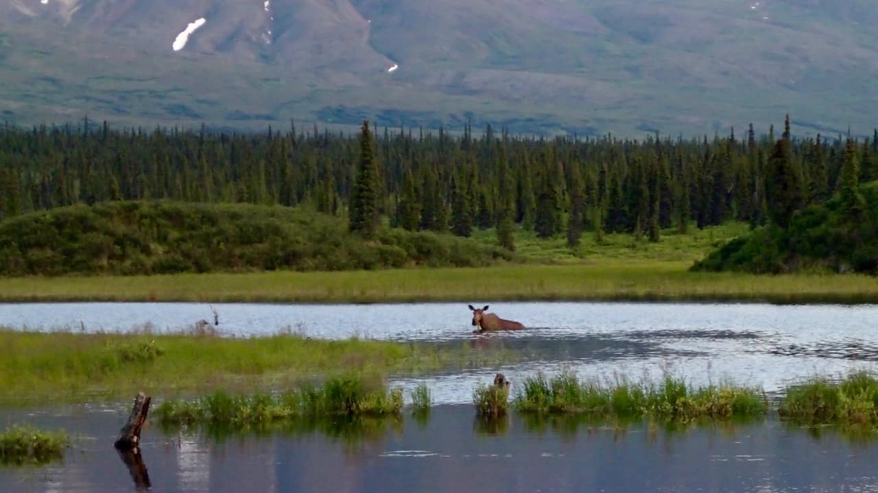 Moose snacking in the lake