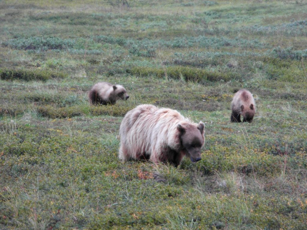 A grizzly and her two cubs
